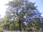 Múltat őrző öreg fa